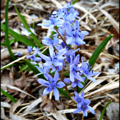 scilla ...