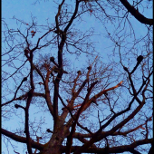 budzogáňovník kyjakorodý ...