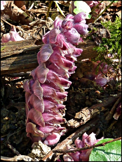 zubovník šupinatý (lathraea squamaria)