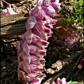 zubovník šupinatý (lathraea squamaria)
