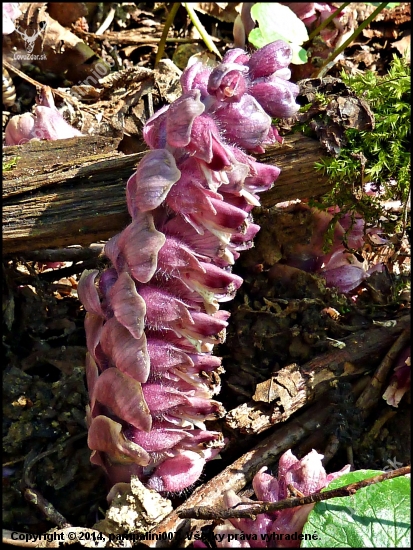 zubovník šupinatý (lathraea squamaria)