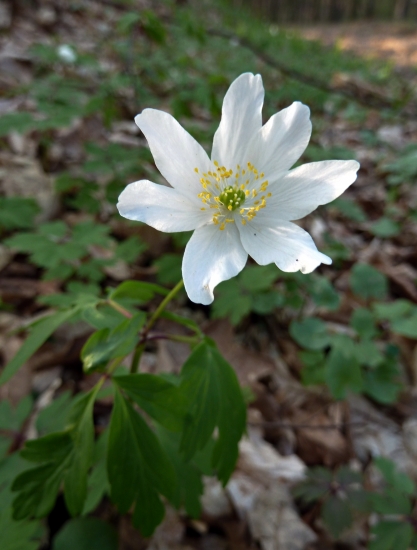 veternica hájna ...