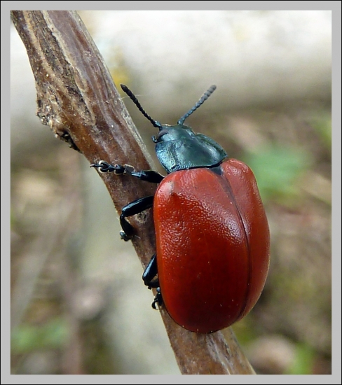liskavka topoľvá - chrisomela populi ...