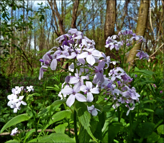 Mesačnica trváca - Lunaria rediviva ...