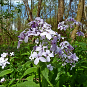 Mesačnica trváca - Lunaria rediviva ...