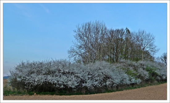 keď kvitnú trnky ...