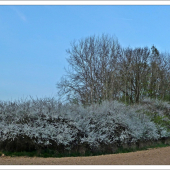 keď kvitnú trnky ...