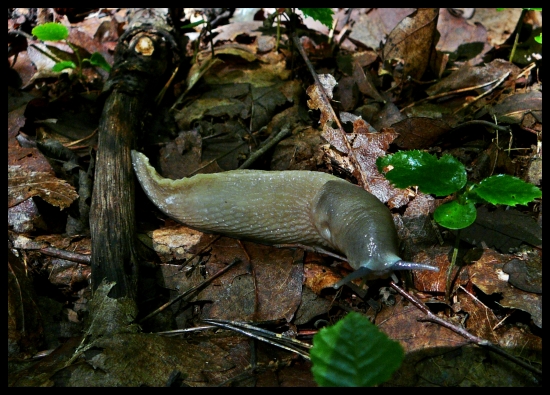 bezdomovec rožkatý ...