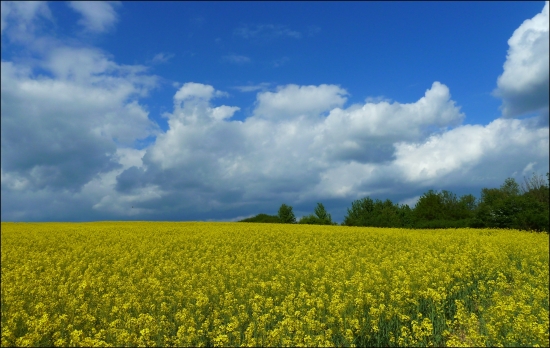 keď kvitne repka ...