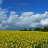 keď kvitne repka ...
