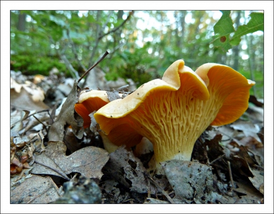 prvé tohoročné ...