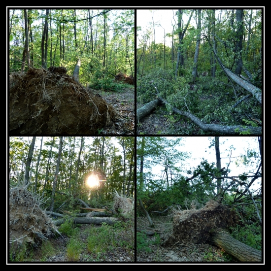 kúštik ich povyvracalo ... :(