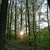 jarný podvečer v hore ...