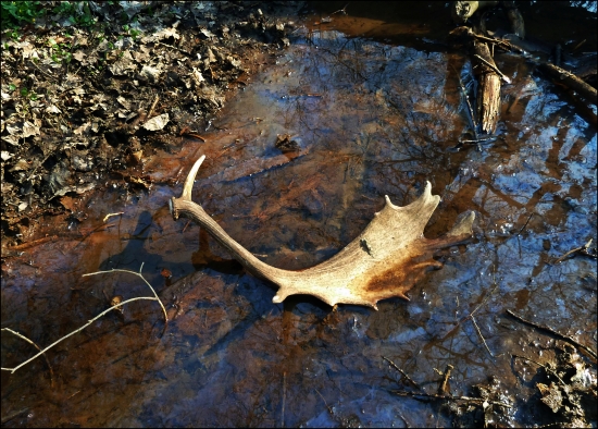 zlatý potočák ...