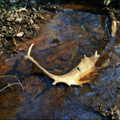 zlatý potočák ...