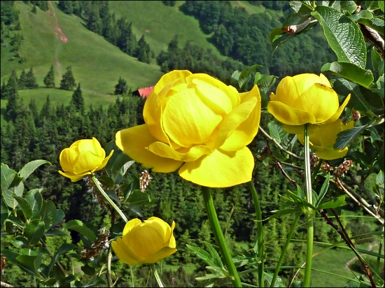 žltohlav najvyšší ...