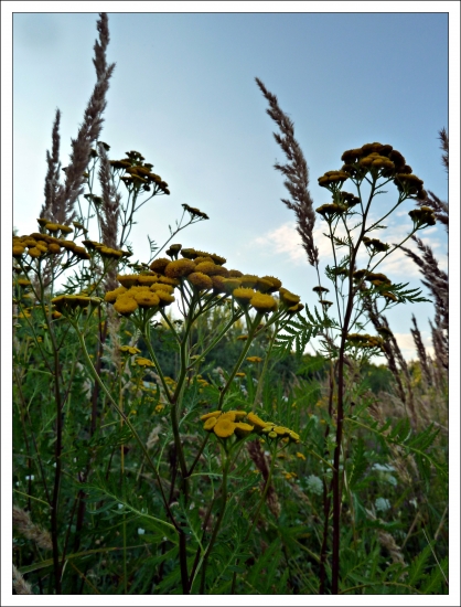 Vratič  - už by mohol kvitnúť ...