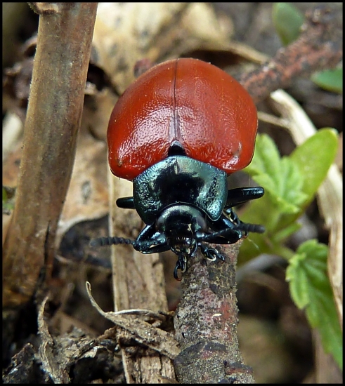 liskavka topoľová ...