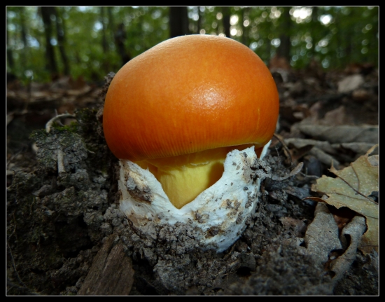 muchotrávka cisárska ...