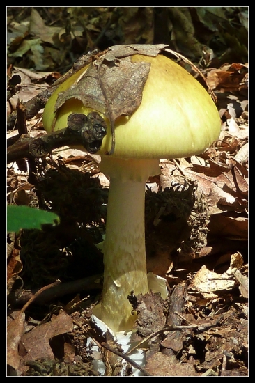 prudko jedlá - zvyčajne len raz ...:)