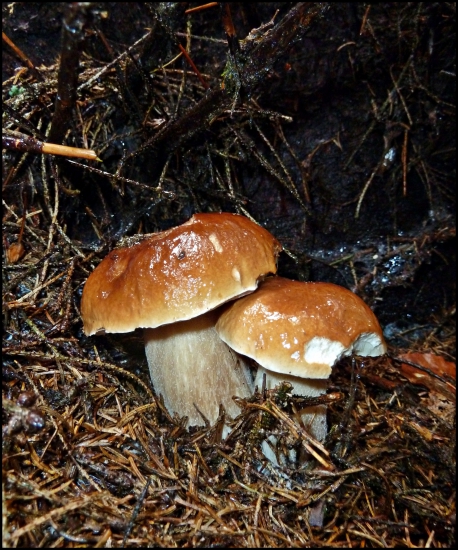 zmoknutí bratia ...