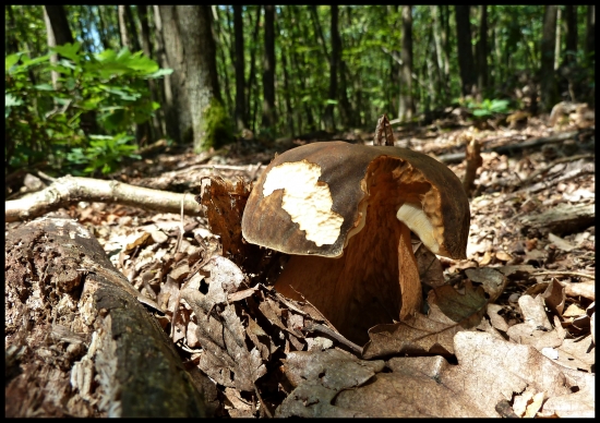 slimákovi chutil ...