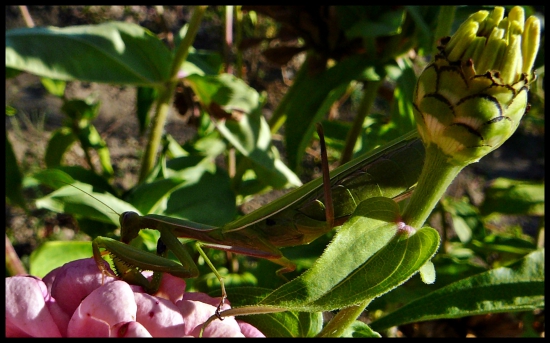 maskovaná modlivka ...