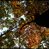 pod jesenným stromom ...