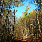 lesnou cestičkou ...