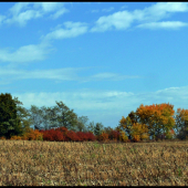 pri kukuričnom srtrnisku ...