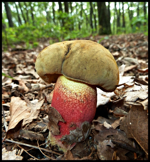 hríb červený - Boletus calopus Fr.
