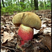 hríb červený - Boletus calopus Fr.