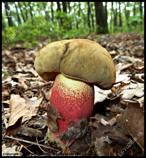 hríb červený - Boletus calopus Fr.
