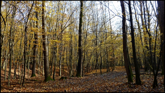 ladené do žlta ...