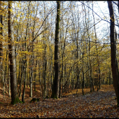 ladené do žlta ...