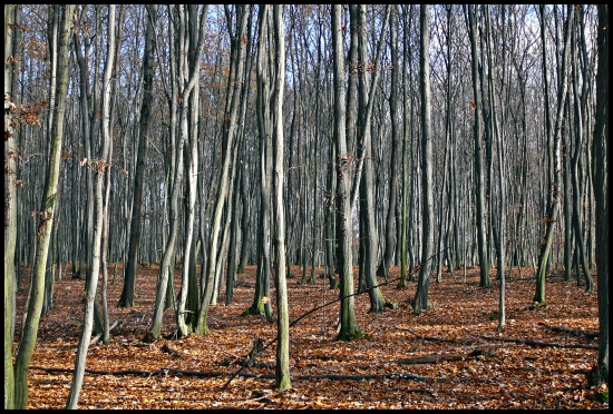 hrabina ...