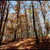 slnečná jeseň ...