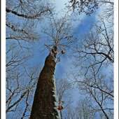 mierne zasnežené ...