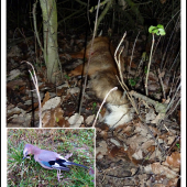 včera - takto zhasli ...