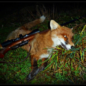 lišiak z nedele ...