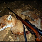 Ďalší lišiak ...