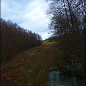 aj tadeto chodievajú líšky ...