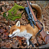 Ďalšia neopatrná líška ...