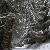 zasnežená smrečina ...