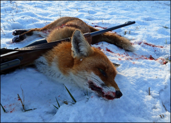 Ďalší lišiak - posledný januárový ...