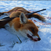 Ďalší lišiak - posledný januárový ...