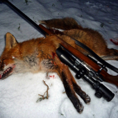 Ďalší lišiak ...