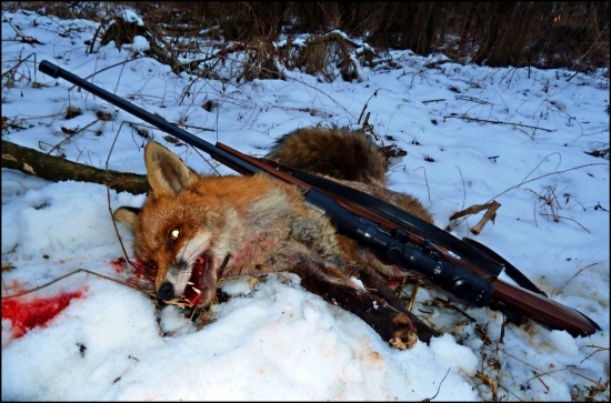 Ďalší lišiak ...