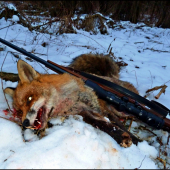 Ďalší lišiak ...