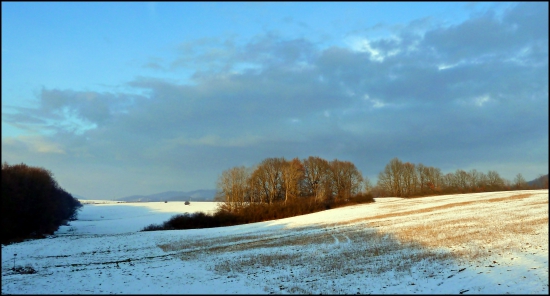 renízka ...